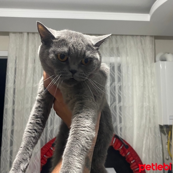 British Shorthair, Kedi  Duman fotoğrafı