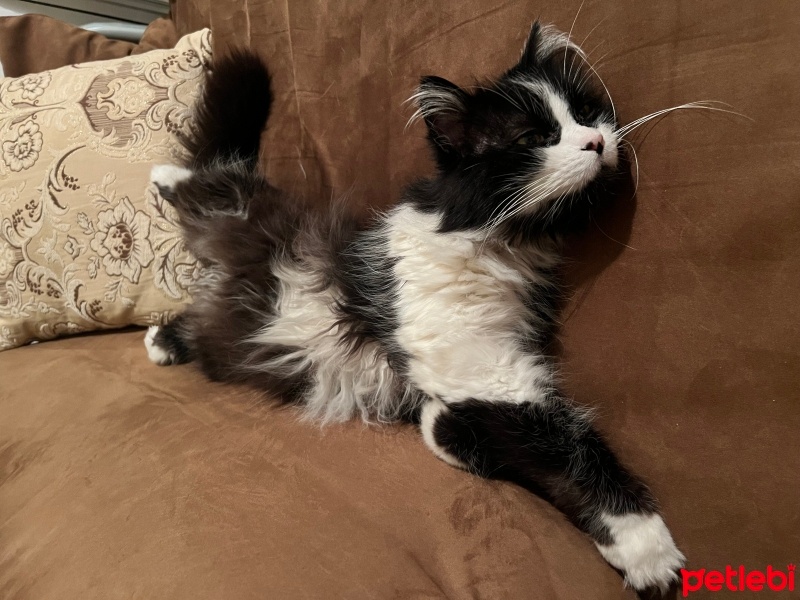 İran Kedisi (Persian), Kedi  Ares fotoğrafı