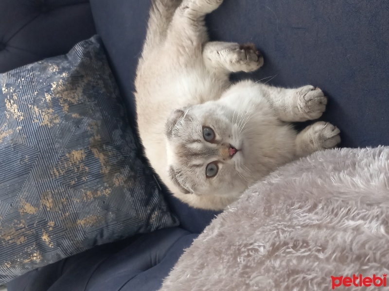 Scottish Fold, Kedi  Müslüm fotoğrafı