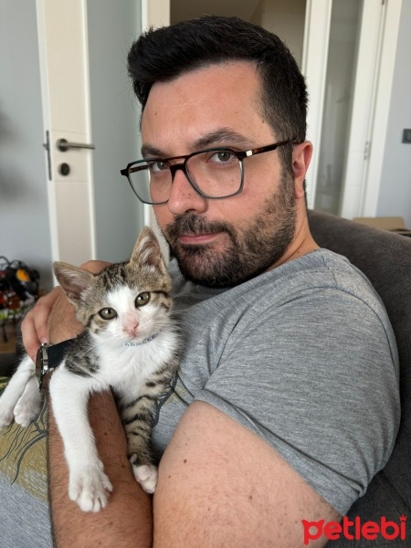 Tekir Kedi, Kedi  Ahsoka fotoğrafı