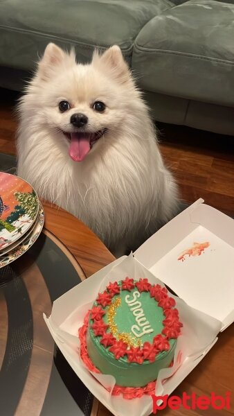 Pomeranyalı, Köpek  SNOWY fotoğrafı