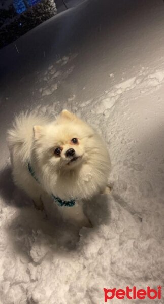 Pomeranyalı, Köpek  SNOWY fotoğrafı