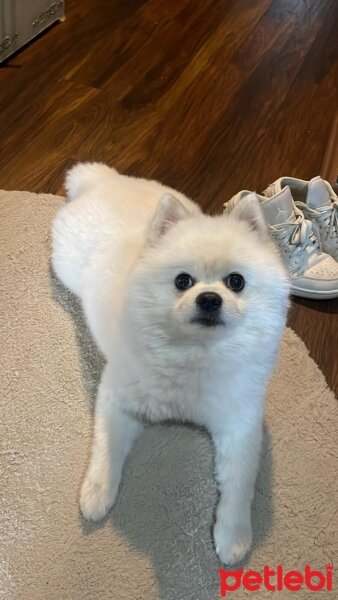 Pomeranyalı, Köpek  SNOWY fotoğrafı