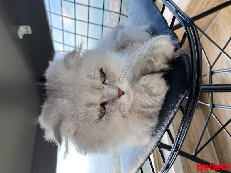Scottish Fold, Kedi  pablo fotoğrafı