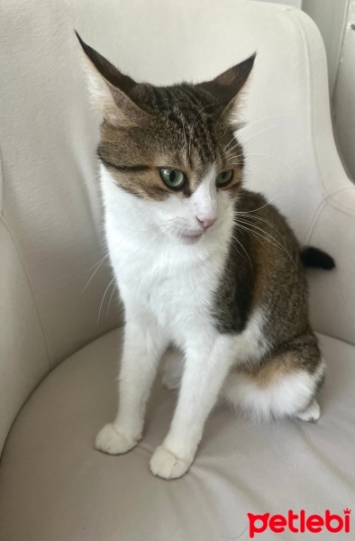 Tekir Kedi, Kedi  Mithat fotoğrafı