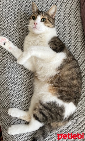Tekir Kedi, Kedi  Mithat fotoğrafı