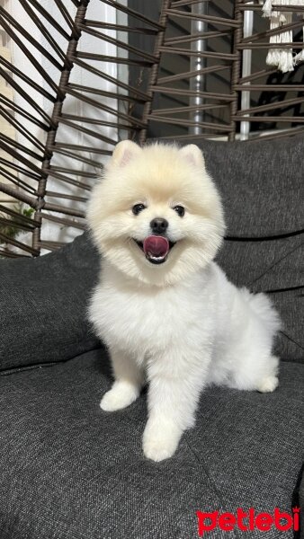 Pomeranyalı, Köpek  Bulut fotoğrafı