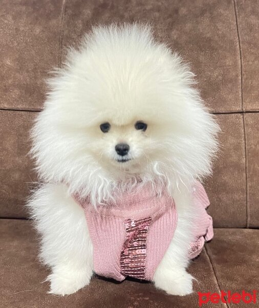 Pomeranyalı, Köpek  Bulut fotoğrafı