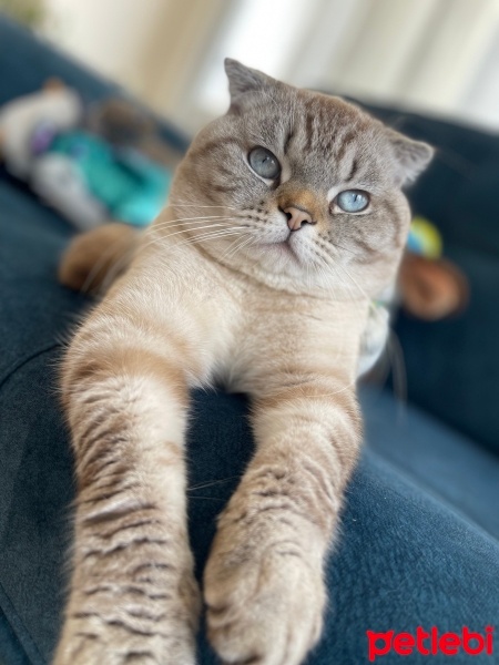 Scottish Fold, Kedi  Paşa fotoğrafı