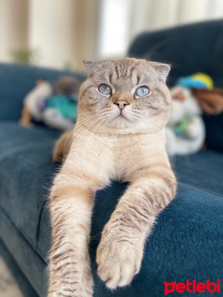 Scottish Fold, Kedi  Paşa fotoğrafı