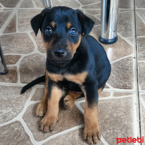 Doberman Pinscher, Köpek  Ares fotoğrafı