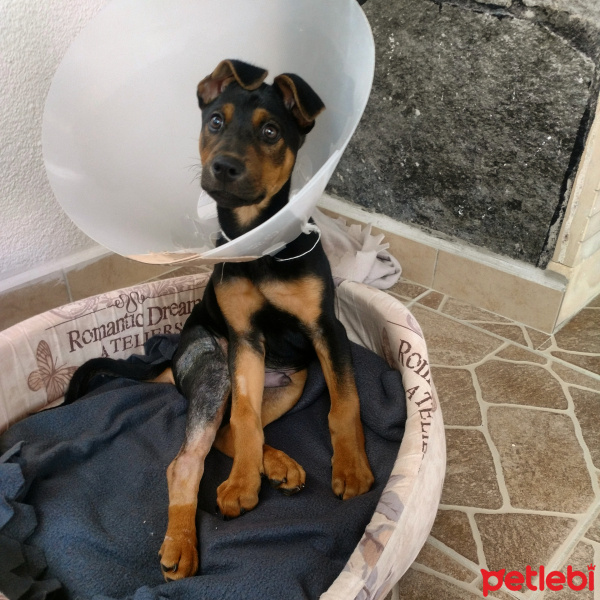 Doberman Pinscher, Köpek  Ares fotoğrafı