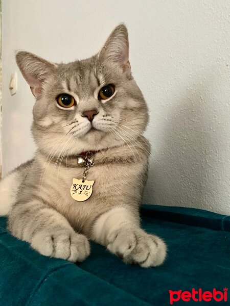 British Longhair, Kedi  Kaju fotoğrafı