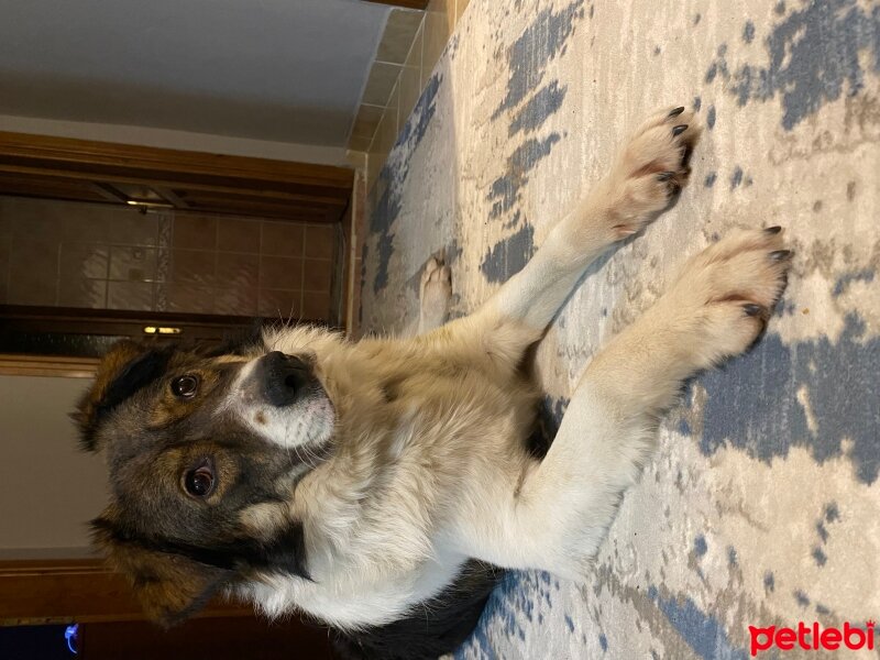 Border Collie, Köpek  Benek fotoğrafı