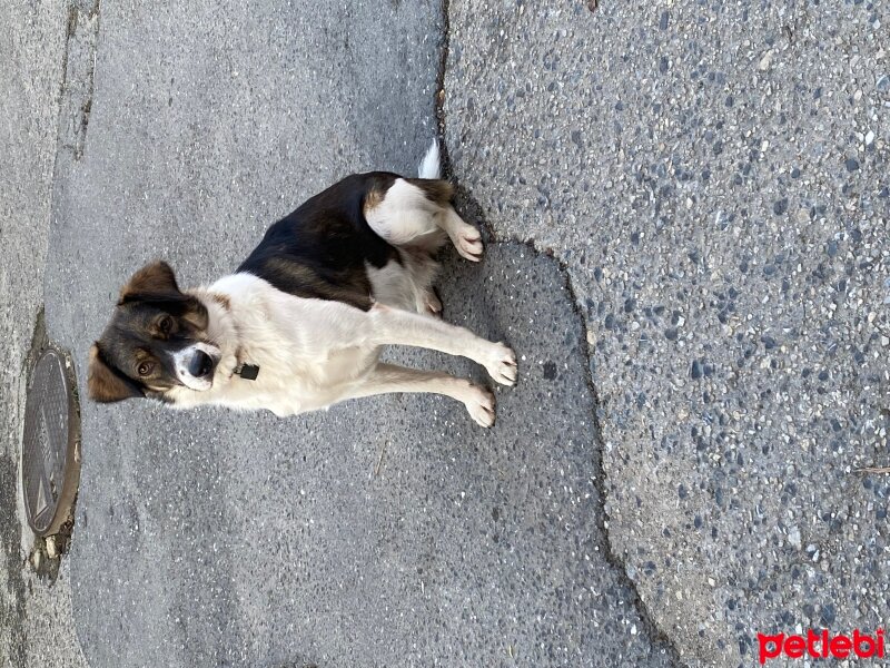 Border Collie, Köpek  Benek fotoğrafı