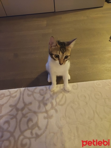 Tekir Kedi, Kedi  Lila fotoğrafı
