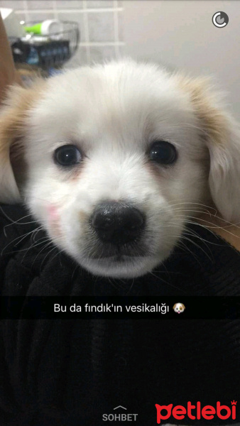 Jack Russell Terrier, Köpek  FINDIK fotoğrafı