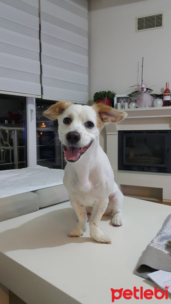 Jack Russell Terrier, Köpek  FINDIK fotoğrafı