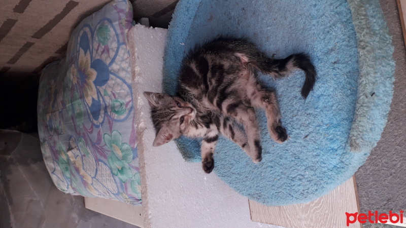 Tekir Kedi, Kedi  Duman fotoğrafı