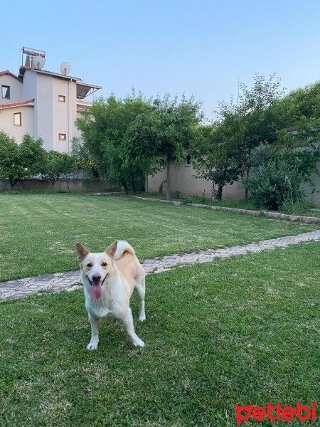 Pembroke Welsh Corgi, Köpek  Hera fotoğrafı