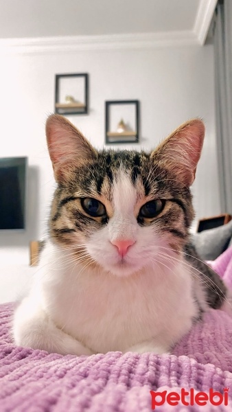 Tekir Kedi, Kedi  Fındık fotoğrafı