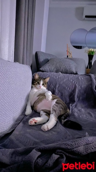 Tekir Kedi, Kedi  Fındık fotoğrafı