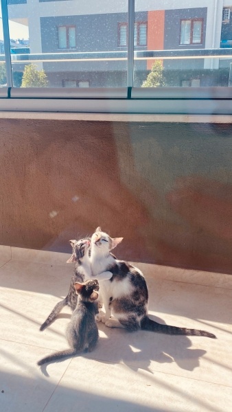 Tekir Kedi, Kedi  Fındık fotoğrafı