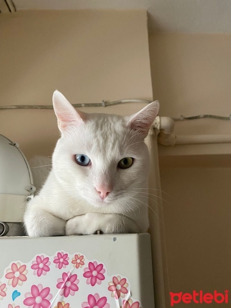 Van Kedisi, Kedi  Pamuk fotoğrafı