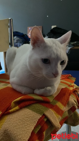 Van Kedisi, Kedi  Pamuk fotoğrafı
