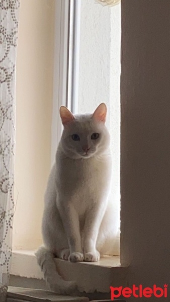 Van Kedisi, Kedi  Pamuk fotoğrafı