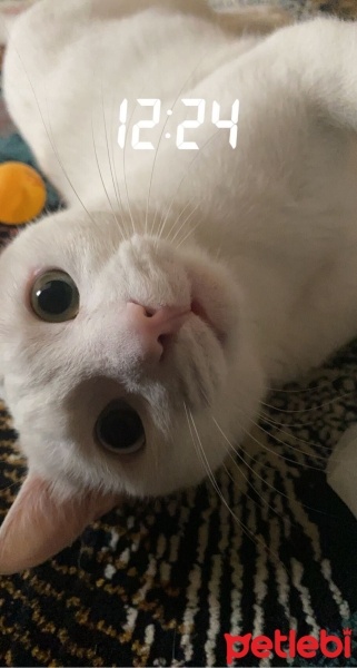 Van Kedisi, Kedi  Pamuk fotoğrafı