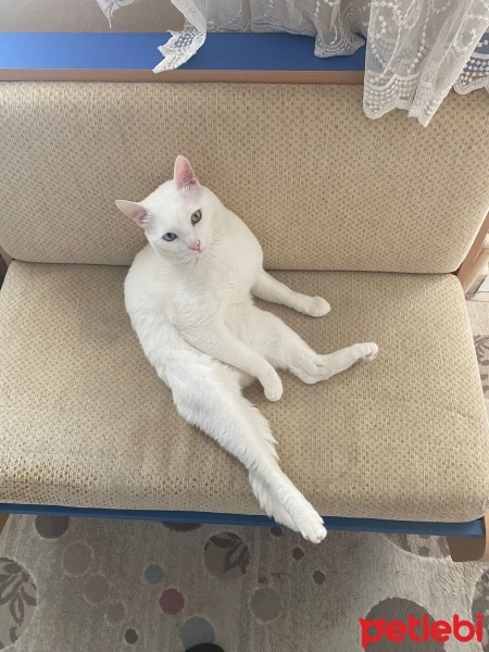 Van Kedisi, Kedi  Pamuk fotoğrafı