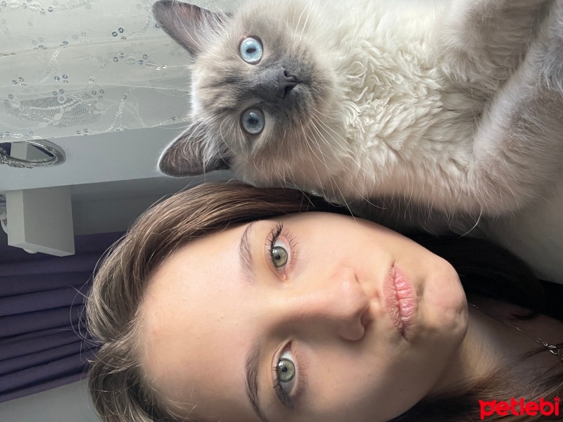 Ragdoll, Kedi  atlas fotoğrafı