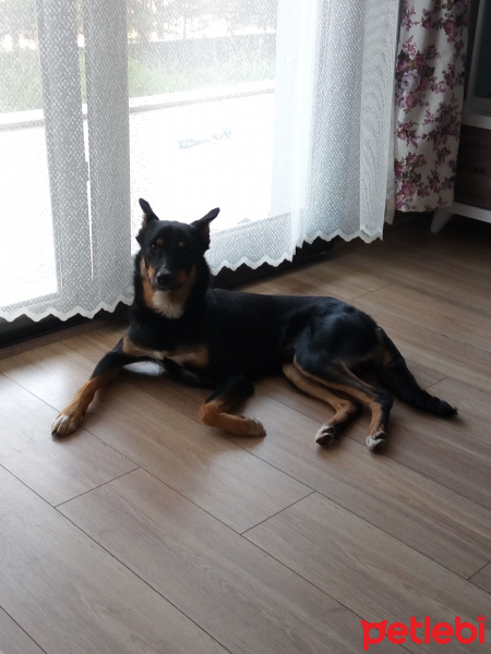 Rottweiler, Köpek  Paşa fotoğrafı