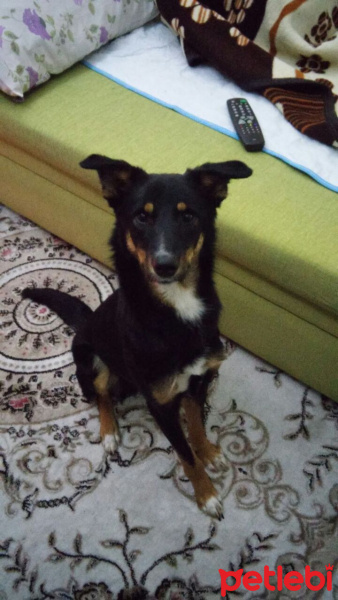 Rottweiler, Köpek  Paşa fotoğrafı