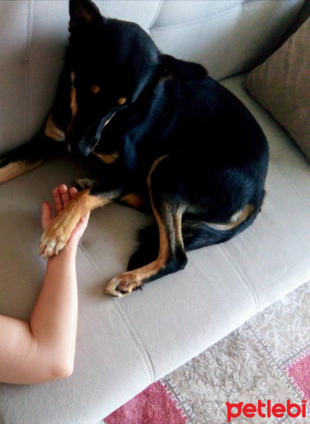Rottweiler, Köpek  Paşa fotoğrafı