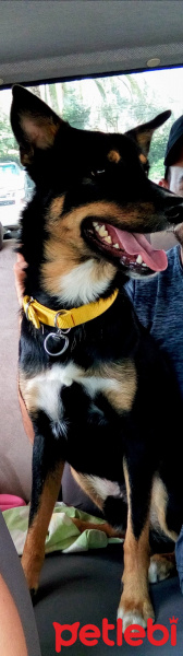 Rottweiler, Köpek  Paşa fotoğrafı