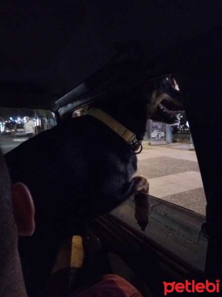 Rottweiler, Köpek  Paşa fotoğrafı