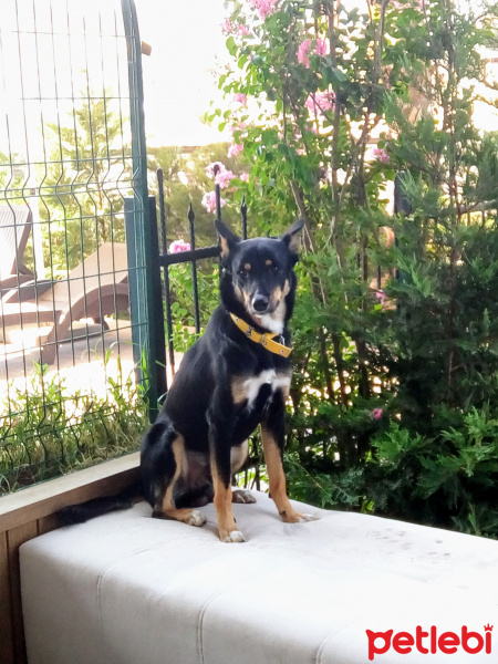 Rottweiler, Köpek  Paşa fotoğrafı