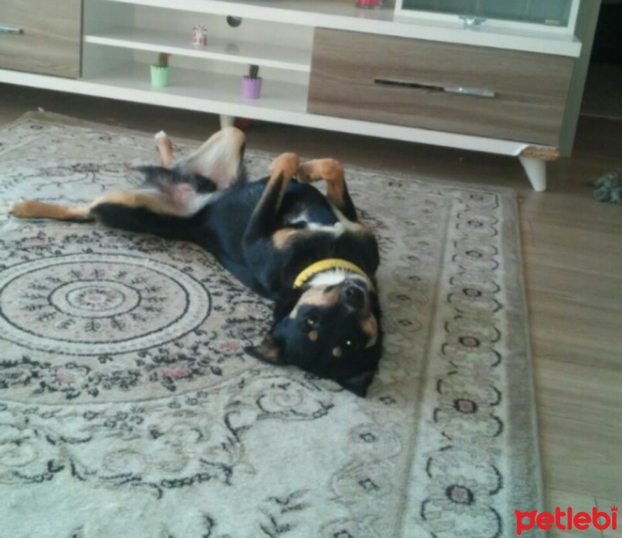 Rottweiler, Köpek  Paşa fotoğrafı