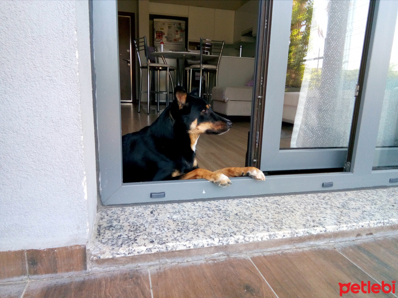 Rottweiler, Köpek  Paşa fotoğrafı