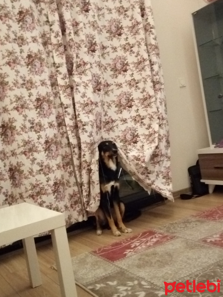 Rottweiler, Köpek  Paşa fotoğrafı