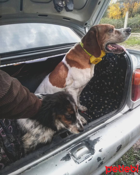 İngiliz Setter, Köpek  Mike fotoğrafı