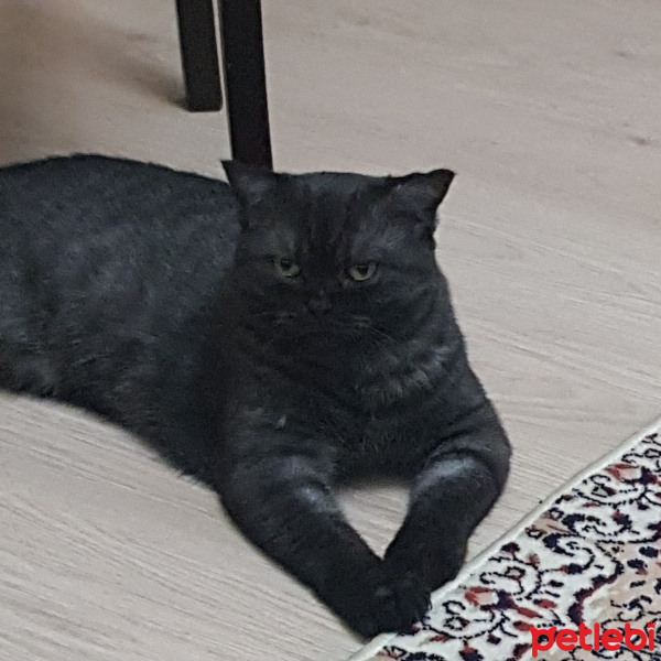 British Shorthair, Kedi  Vito Carlone fotoğrafı
