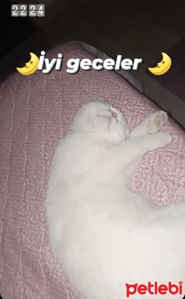 British Shorthair, Kedi  PAMUK fotoğrafı