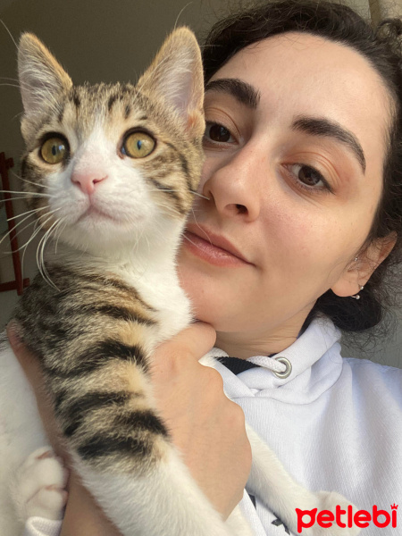 Tekir Kedi, Kedi  Leslie fotoğrafı