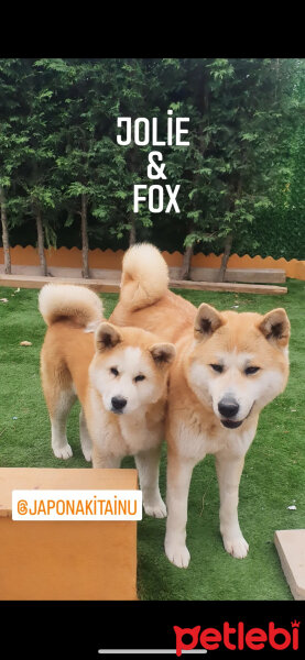 Akita İnu, Köpek  Fox fotoğrafı