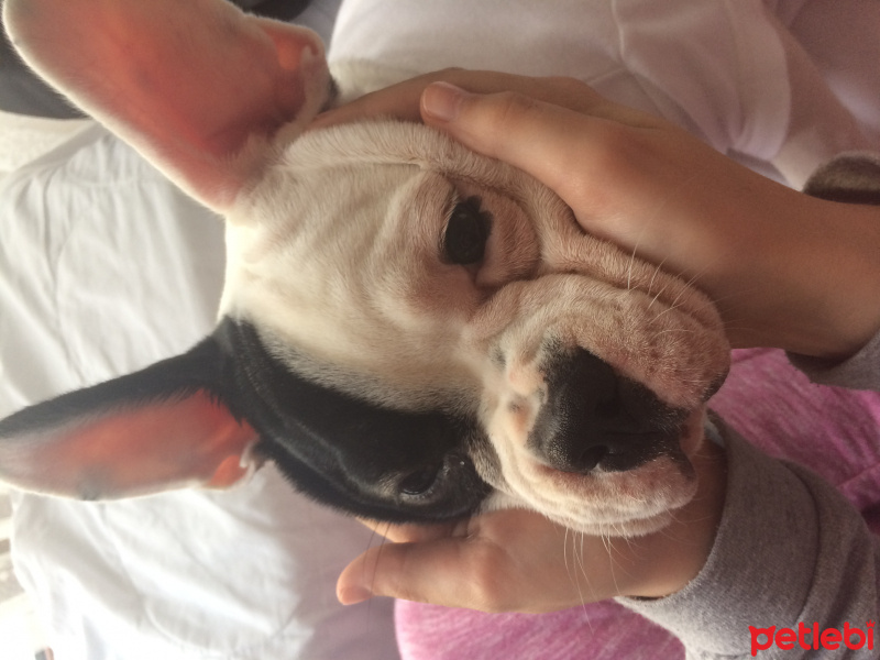 Fransız Bulldog, Köpek  çarşı fotoğrafı