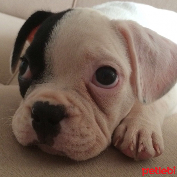 Fransız Bulldog, Köpek  çarşı fotoğrafı