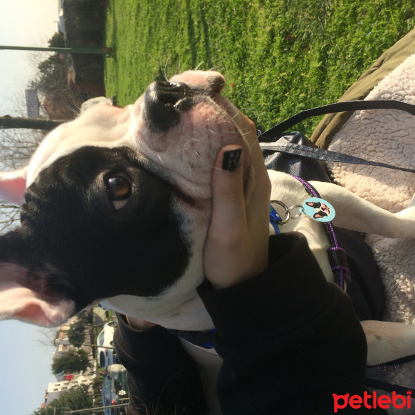 Fransız Bulldog, Köpek  çarşı fotoğrafı